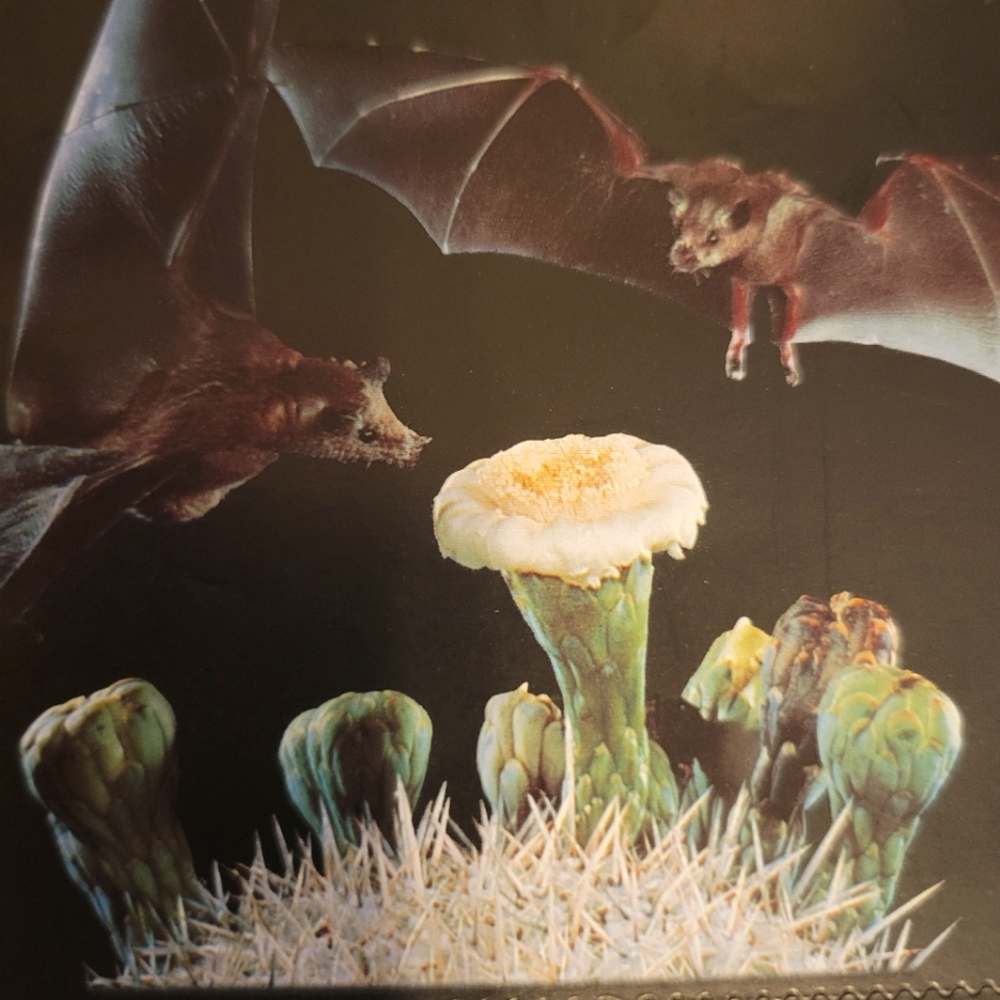 "Night Friends" Postage stamps